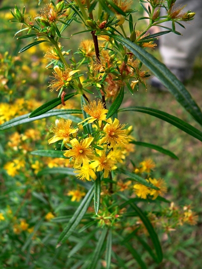 {Hypericum interior}
